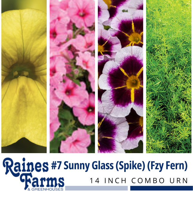 #7: Sunny Glass (Spike) (Fuzzy Fern) 14 Inch Combo Urn